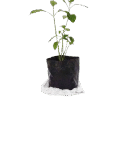 plant saplings