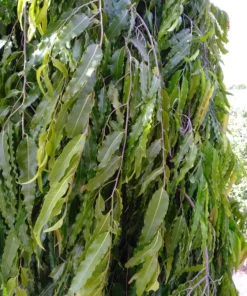 asopalav tree with tree guard