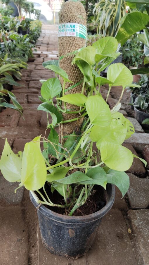 Money Plant with Moss Stick | Indoor Air Purifier - Image 2