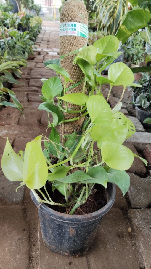 Money Plant with Moss Stick | Indoor Air Purifier - Image 3