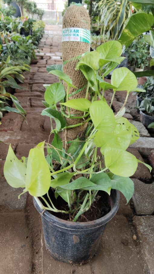Money Plant with Moss Stick | Indoor Air Purifier - Image 4