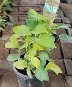 Money Plant with Moss Stick | Indoor Air Purifier