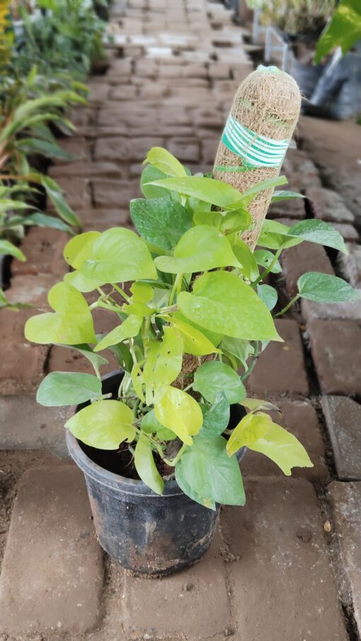 Money Plant with Moss Stick | Indoor Air Purifier