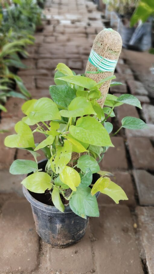 Money Plant with Moss Stick | Indoor Air Purifier - Image 6