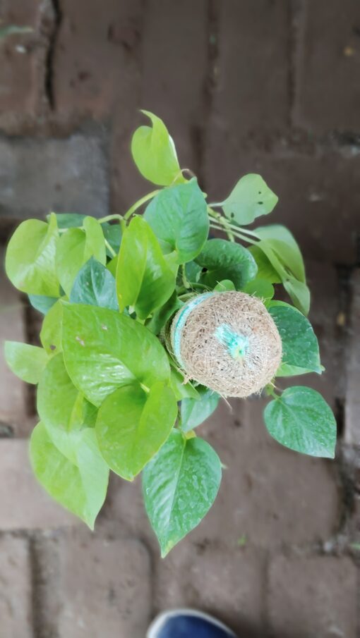 Money Plant with Moss Stick | Indoor Air Purifier - Image 7