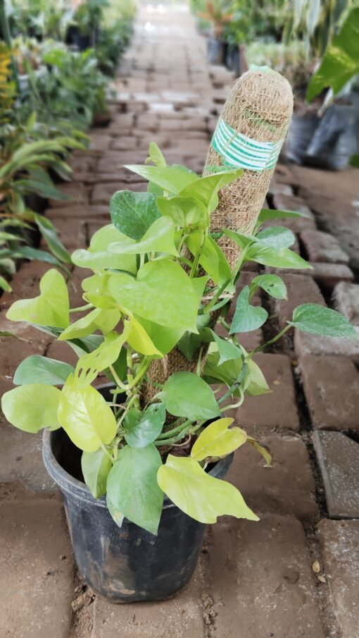 Money Plant with Moss Stick | Indoor Air Purifier - Image 8