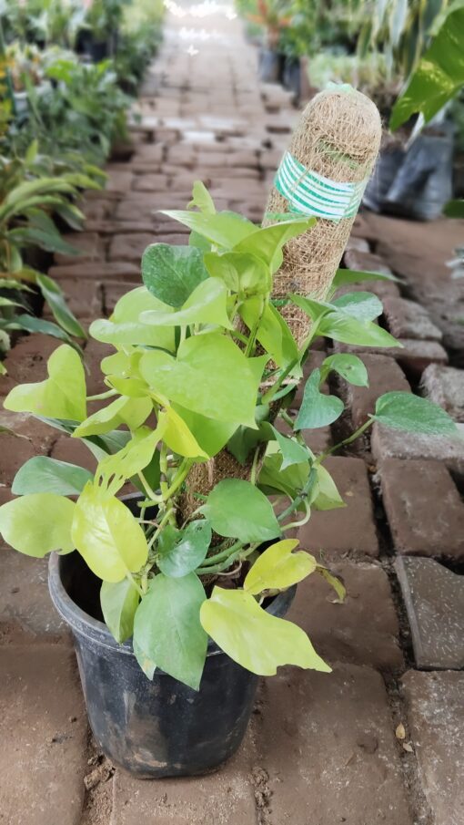 Money Plant with Moss Stick | Indoor Air Purifier - Image 9