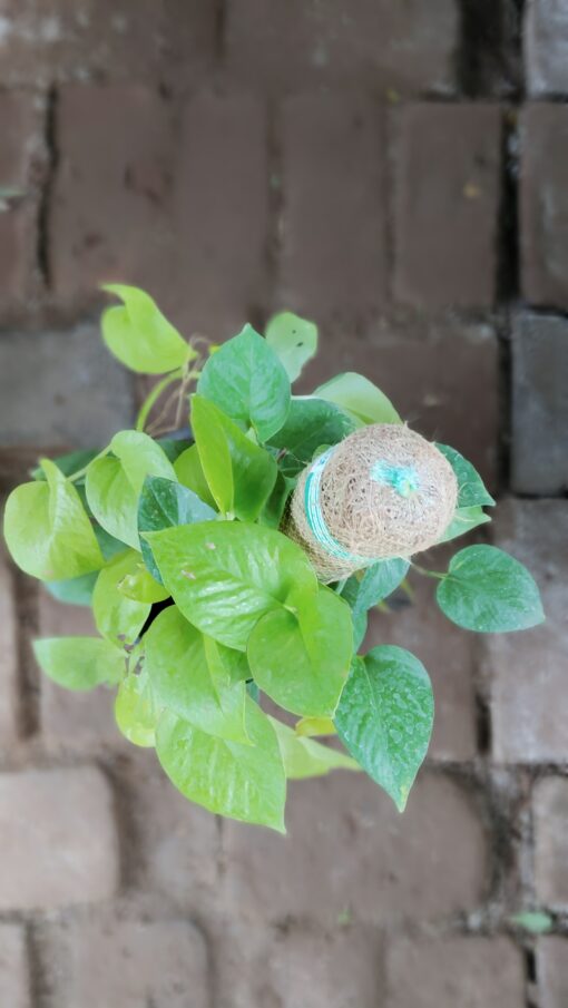 Money Plant with Moss Stick | Indoor Air Purifier - Image 10