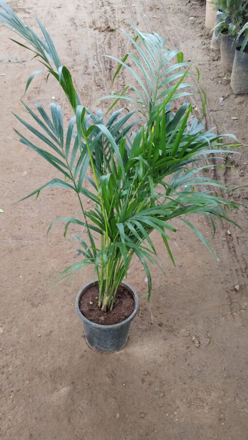 Areca Palm - Lush Green Indoor Air Purifying Plant - Image 5