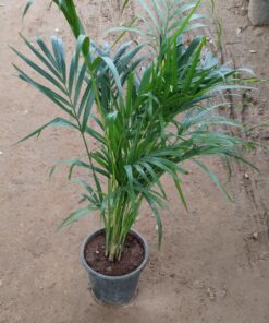 Areca Palm - Lush Green Indoor Air Purifying Plant