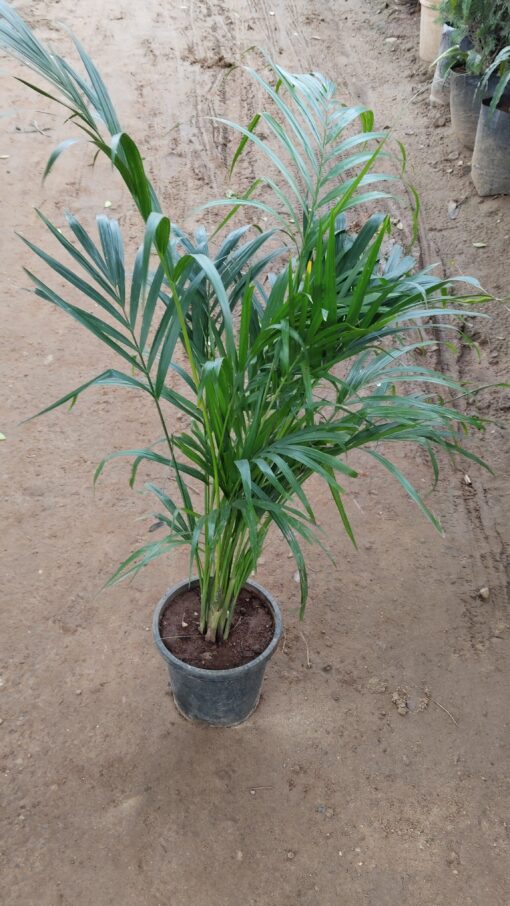 Areca Palm - Lush Green Indoor Air Purifying Plant