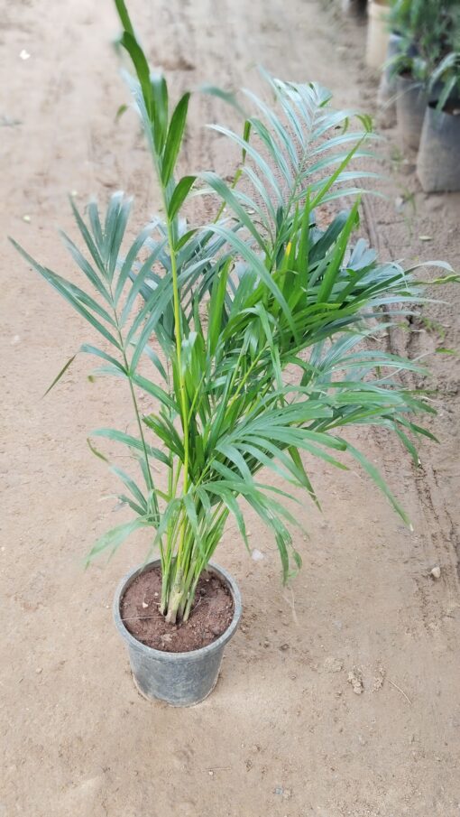Areca Palm - Lush Green Indoor Air Purifying Plant - Image 3