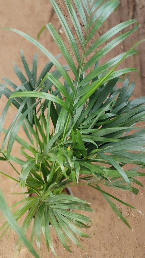 Areca Palm - Lush Green Indoor Air Purifying Plant - Image 2