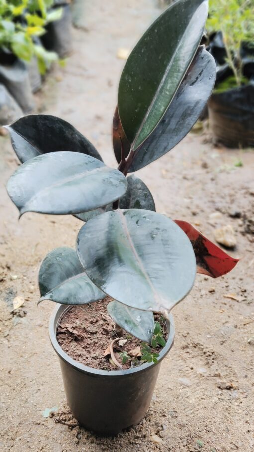 Rubber Plant (Ficus Elastica)-Dark Green - Image 10