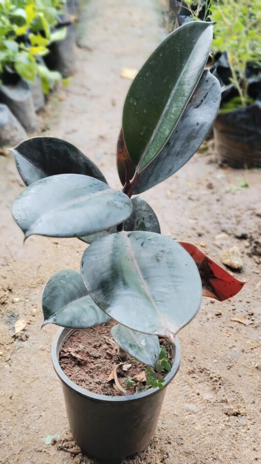 Rubber Plant (Ficus Elastica)-Dark Green - Image 9