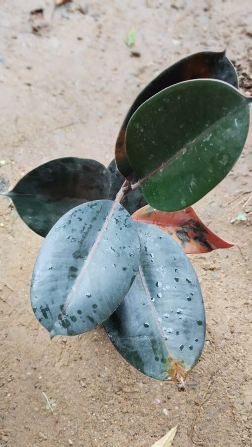 Rubber Plant (Ficus Elastica)-Dark Green - Image 8