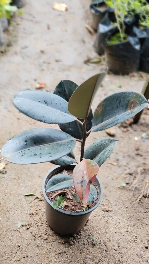 Rubber Plant (Ficus Elastica)-Dark Green - Image 7