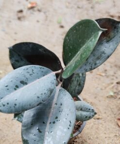 Rubber Plant (Ficus Elastica)-Dark Green