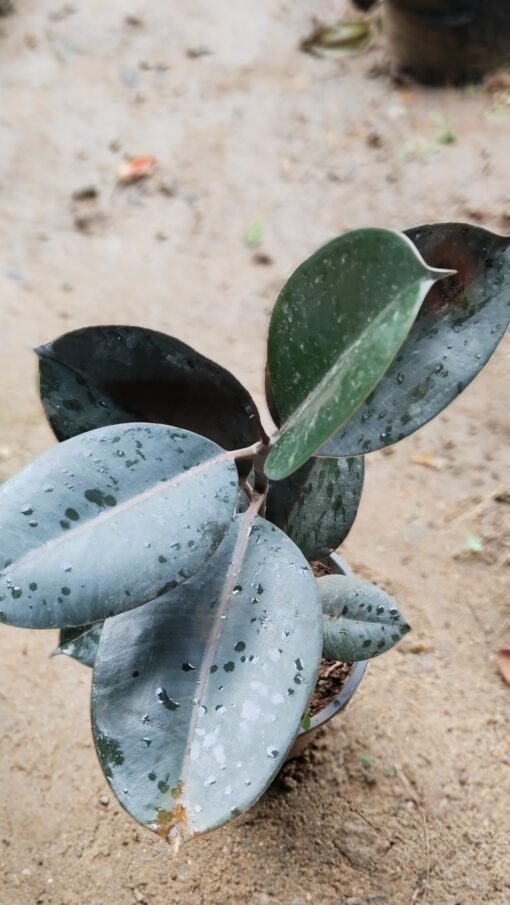 Rubber Plant (Ficus Elastica)-Dark Green