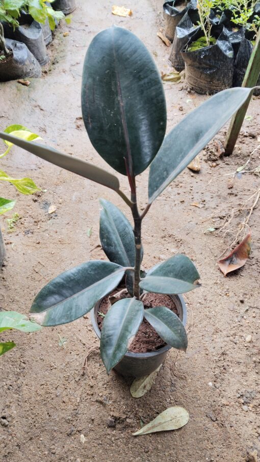 Rubber Plant (Ficus Elastica)-Dark Green - Image 5