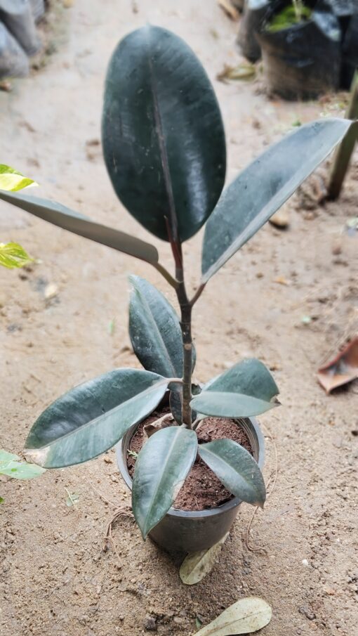 Rubber Plant (Ficus Elastica)-Dark Green - Image 4