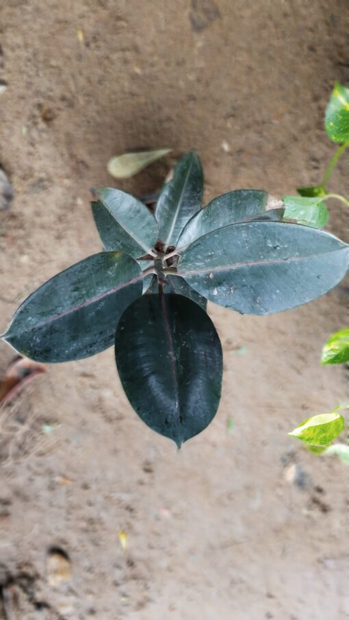 Rubber Plant (Ficus Elastica)-Dark Green - Image 3