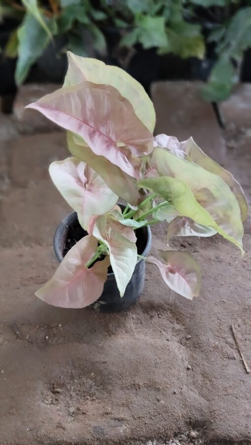 Syngonium Plant - Best Home Decor plant - Image 7