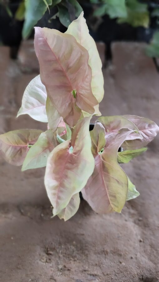 Syngonium Plant - Best Home Decor plant - Image 6