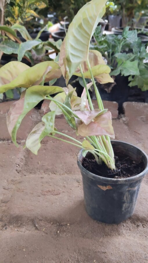 Syngonium Plant - Best Home Decor plant - Image 5