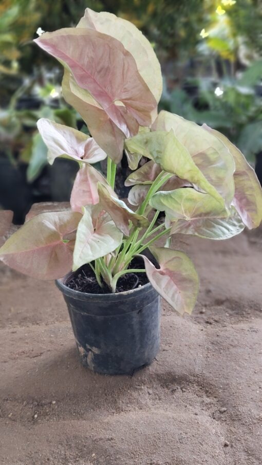 Syngonium Plant - Best Home Decor plant - Image 4