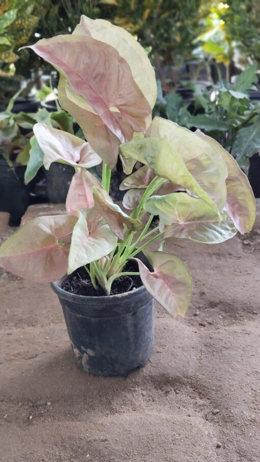Syngonium Plant - Best Home Decor plant