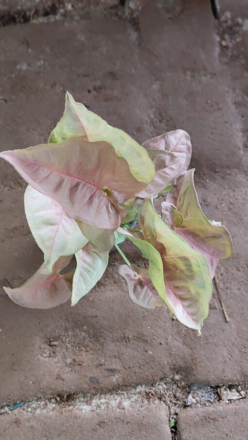 Syngonium Plant - Best Home Decor plant - Image 2