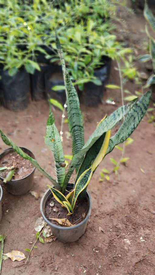 Snake Plant (Sansevieria) –for Home & Office - Image 2