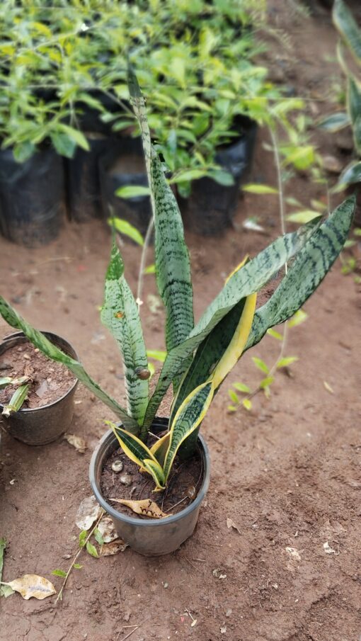 Snake Plant (Sansevieria) –for Home & Office - Image 3