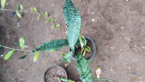 Snake Plant (Sansevieria) –for Home & Office - Image 4