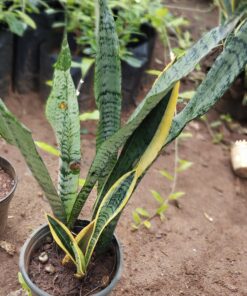 Snake Plant (Sansevieria) –for Home & Office