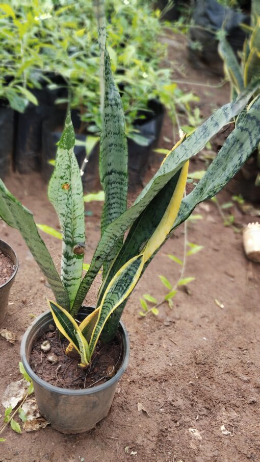 Snake Plant (Sansevieria) –for Home & Office