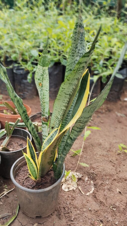 Snake Plant (Sansevieria) –for Home & Office - Image 6