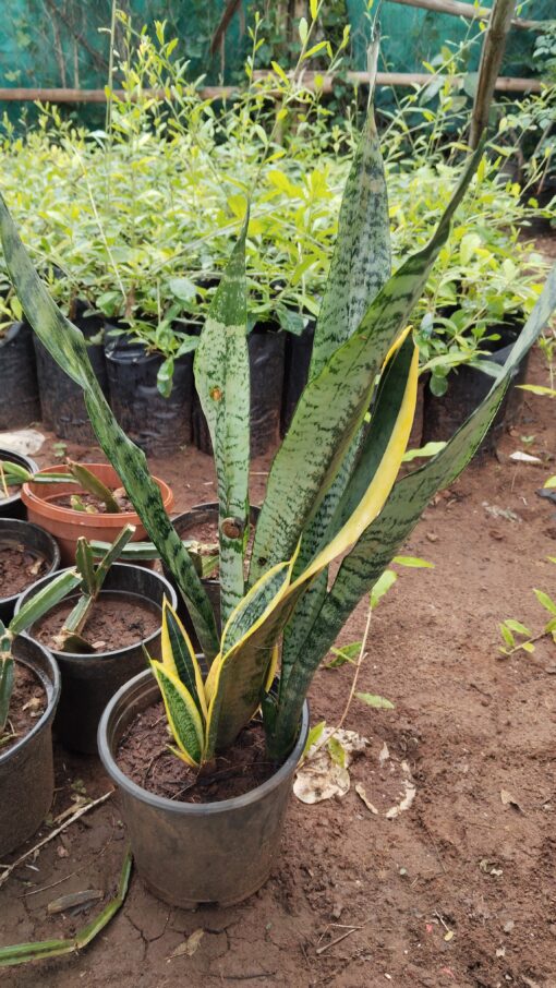 Snake Plant (Sansevieria) –for Home & Office - Image 7