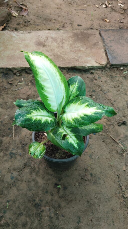Dieffenbachia Plant - Peace Light Green & White - Image 2