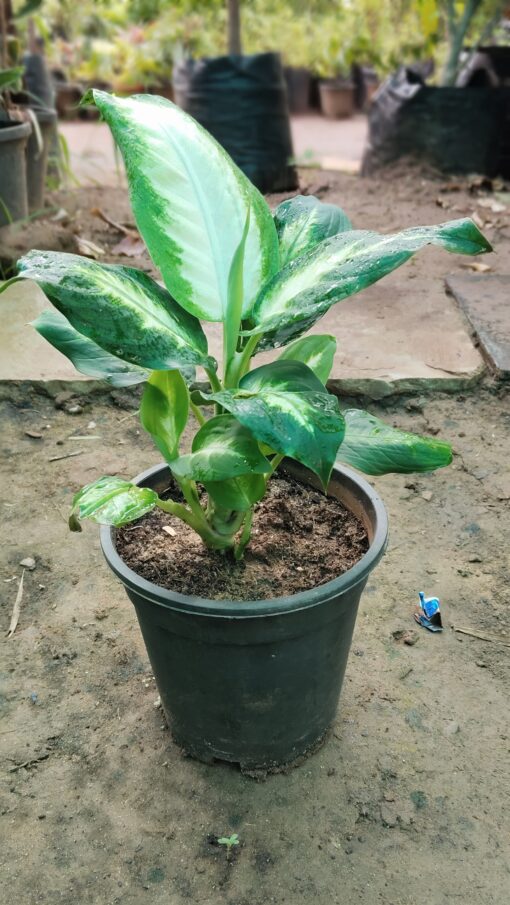 Dieffenbachia Plant - Peace Light Green & White - Image 4