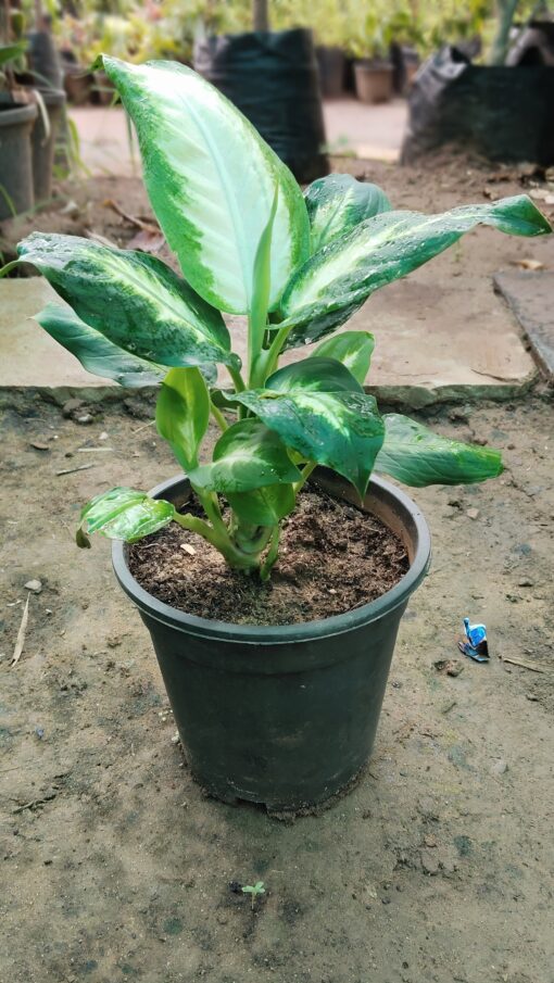 Dieffenbachia Plant - Peace Light Green & White - Image 5
