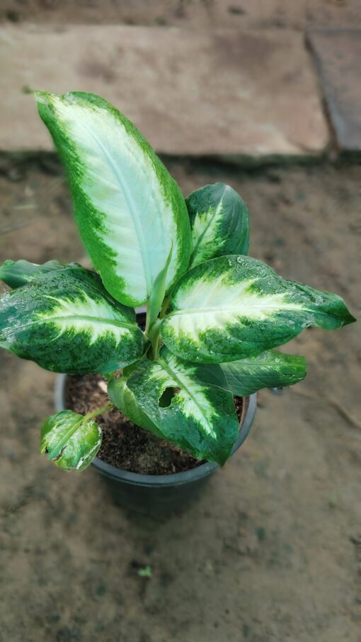 Dieffenbachia Plant - Peace Light Green & White - Image 6