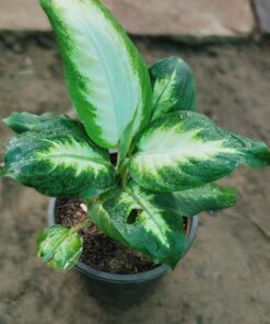 Dieffenbachia Plant - Peace Light Green & White