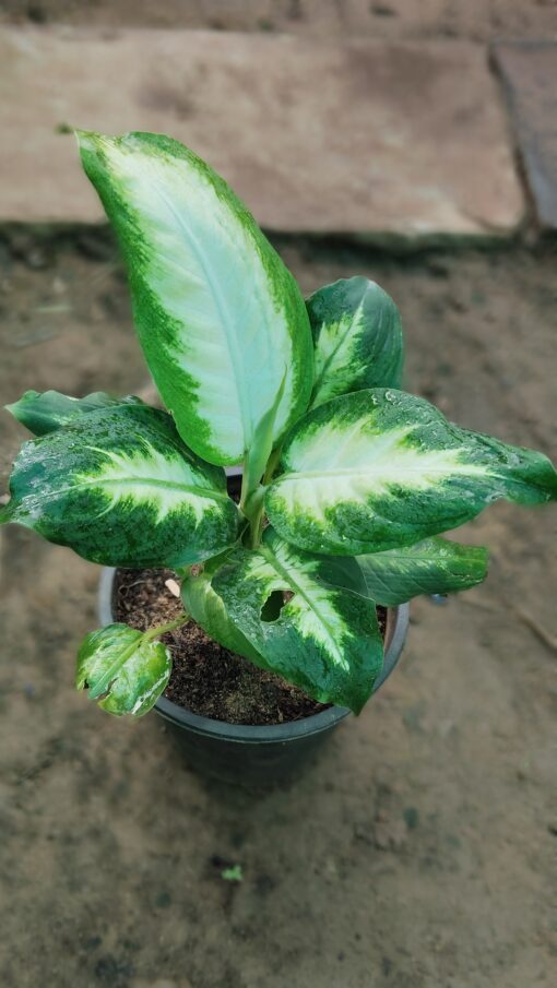 Dieffenbachia Plant - Peace Light Green & White