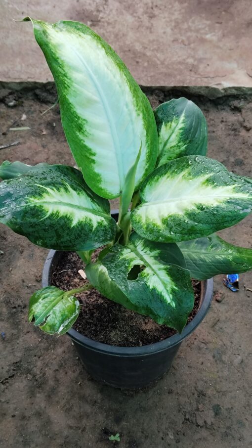 Dieffenbachia Plant - Peace Light Green & White - Image 8