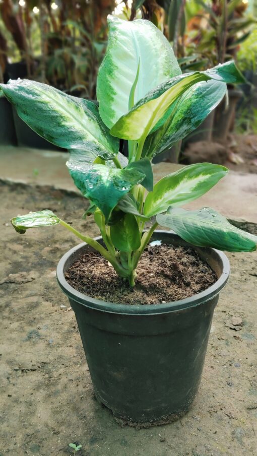 Dieffenbachia Plant - Peace Light Green & White - Image 9