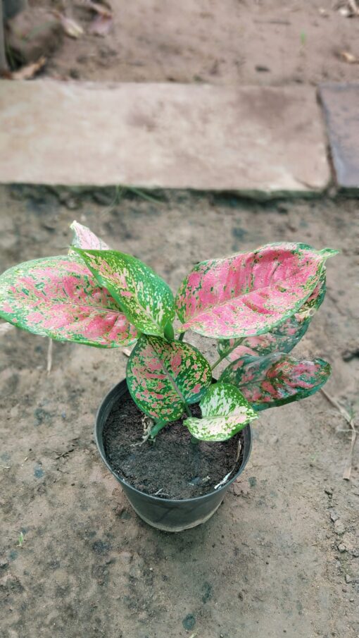 Aglaonema Pink Plant – Stylish Indoor Air Purifier
