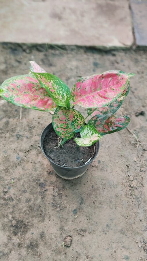 Aglaonema Pink Plant – Stylish Indoor Air Purifier - Image 3
