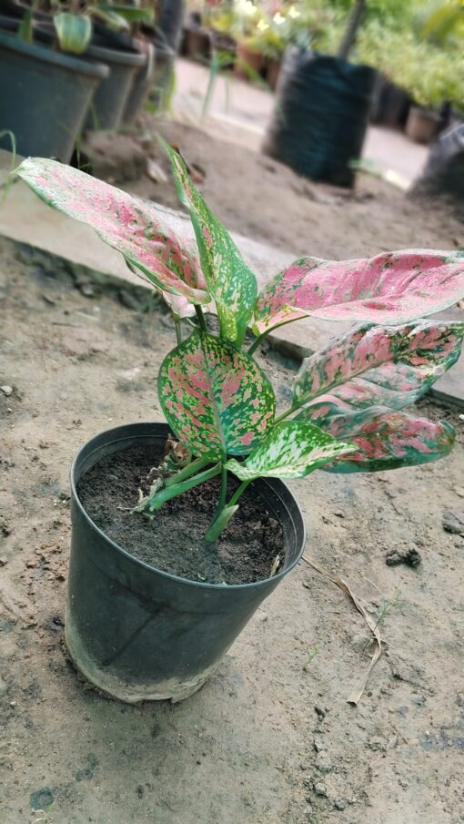 Aglaonema Pink Plant – Stylish Indoor Air Purifier - Image 4